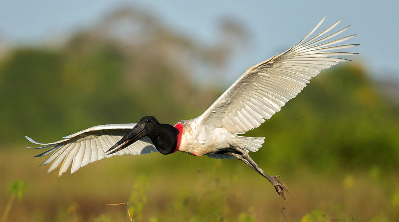 Pantanal