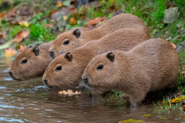capivaras
